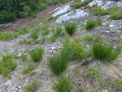Carex macloviana