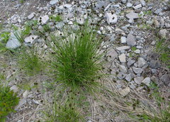 Carex macloviana
