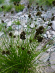 Carex macloviana