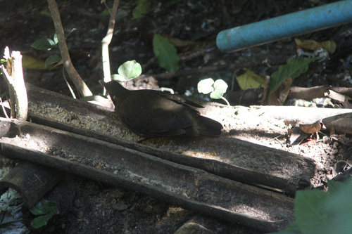 Dark-sided Thrush (Zoothera marginata), photo 6