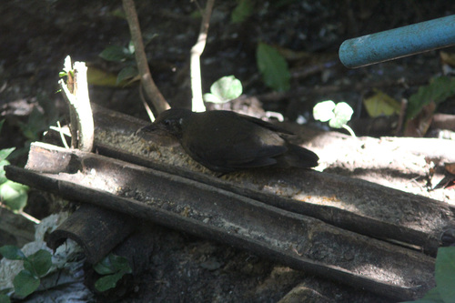 Dark-sided Thrush (Zoothera marginata), photo 7