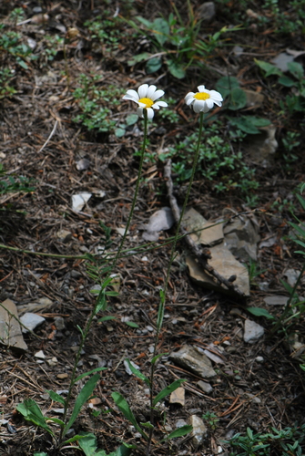 Wigbladige margriet (Leucanthemum cuneifolium)