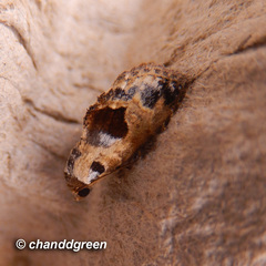 Meekistrotia molybdota