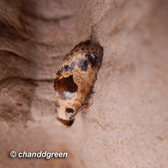 Meekistrotia molybdota