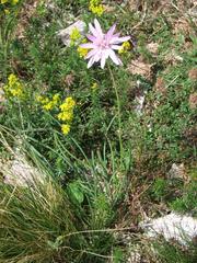 Scorzonera rosea