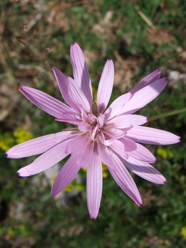 Scorzonera rosea