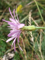 Scorzonera rosea