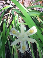 Iris chrysophylla