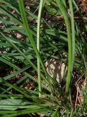 Scorzonera rosea