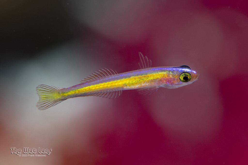 Lemon Goby