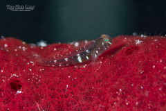 Tusked Goby photo 2