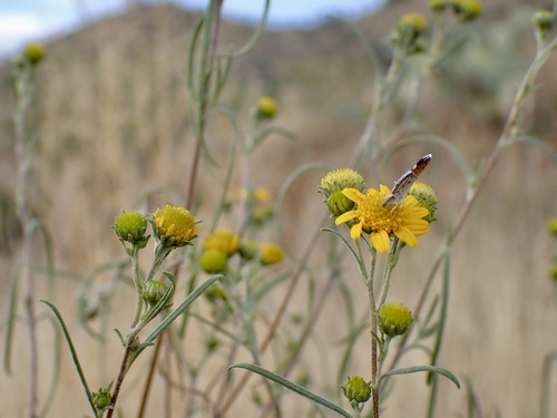 Image of Heliomeris longifolia by (c) Sue Carnahan, some rights reserved (CC BY)