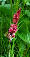 Bistorta amplexicaulis