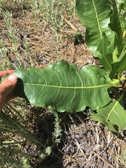 Wyethia amplexicaulis