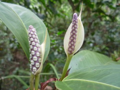 Anthurium obtusum