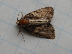 Chytonix