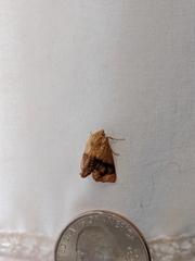 Pyrrhia