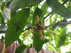 Samadera indica, photograph renjus box, CC BY, iNaturalist via GBIF