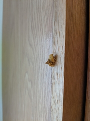 Pyrrhia