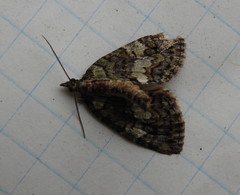 Hydriomena renunciata