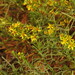 Dittrichia viscosa revoluta - Photo (c) Duarte Frade, algunos derechos reservados (CC BY), subido por Duarte Frade