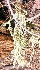 Calocedrus decurrens