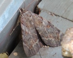 Catocala agrippina
