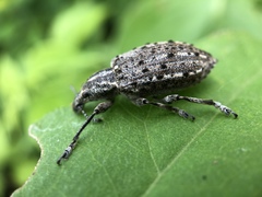 Ithycerus noveboracensis
