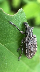 Ithycerus noveboracensis