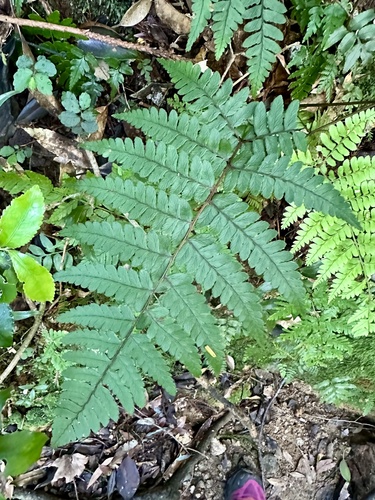 Athyrium yakusimense iNat (2)