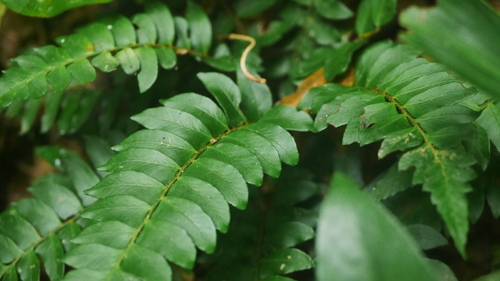 Polystichum lepidocaulon iNat (1)