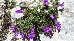 Campanula andina