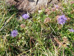 Jasione