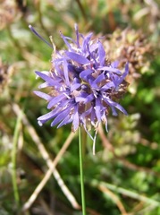 Jasione