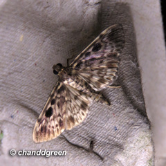 Rhimphaliodes macrostigma