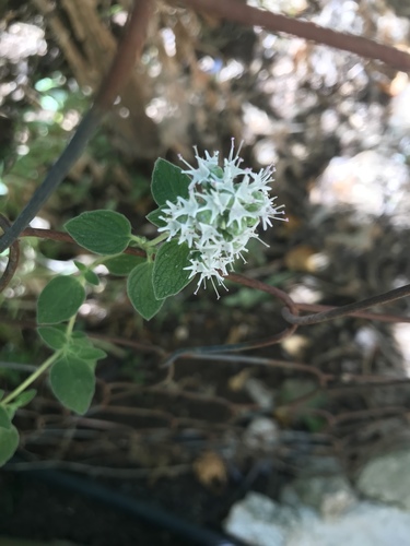 Biblical-hyssop (Origanum syriacum)