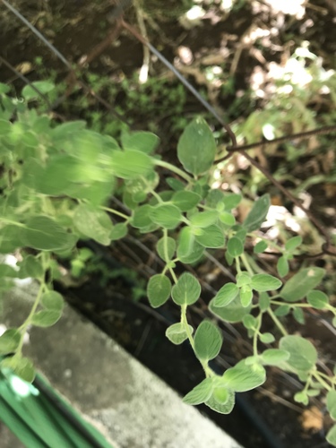 Biblical-hyssop (Origanum syriacum)