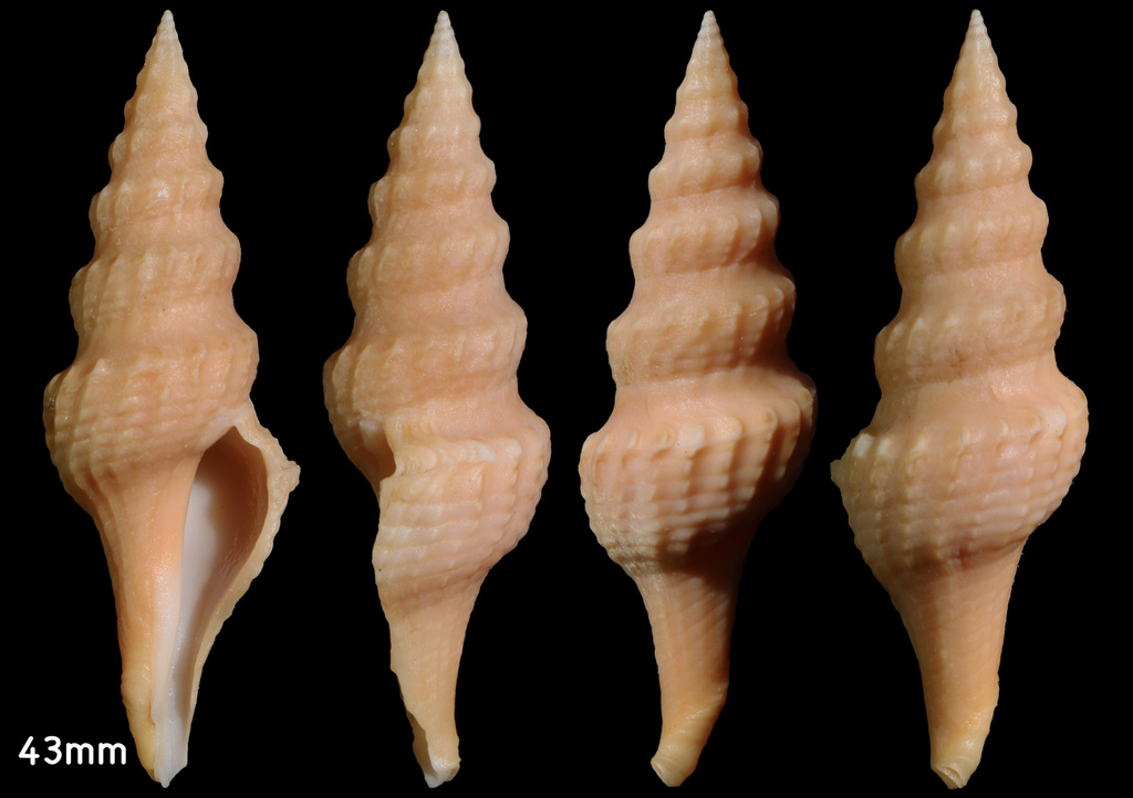 Fusiturris undatiruga