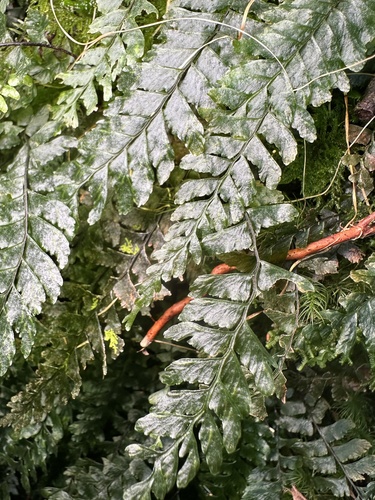 Hymenasplenium obliquissimum iNat (2)