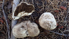 Handkea fumosa