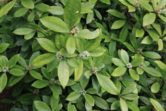 Skimmia