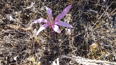 Colchicum laetum