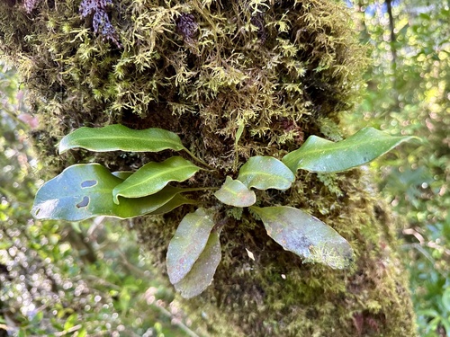 Elaphoglossum tosaense iNat (3)
