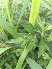 Rhopalomyia yomogicola