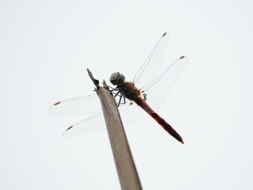 Sympetrum cordulegaster