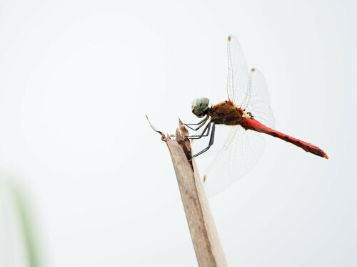 Sympetrum cordulegaster