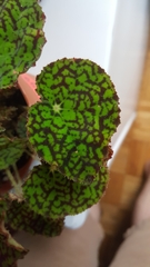 Begonia strigillosa
