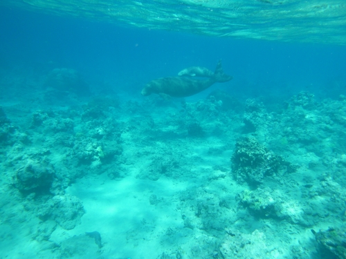 Dugong