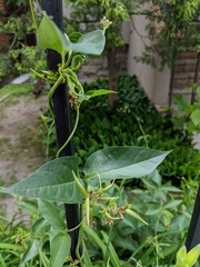 Vincetoxicum rossicum