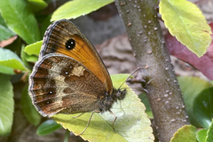 Pyronia tithonus